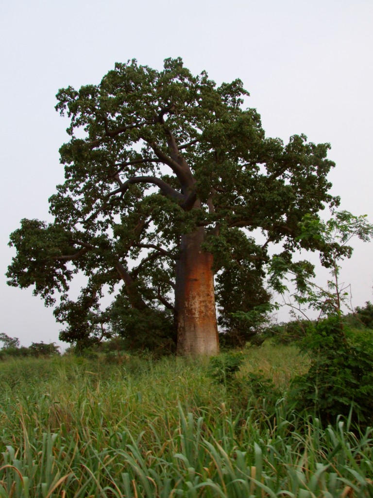 Boabab ağacı